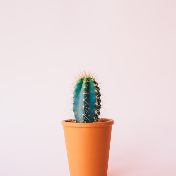 Mini Succulent Set (6 pcs)