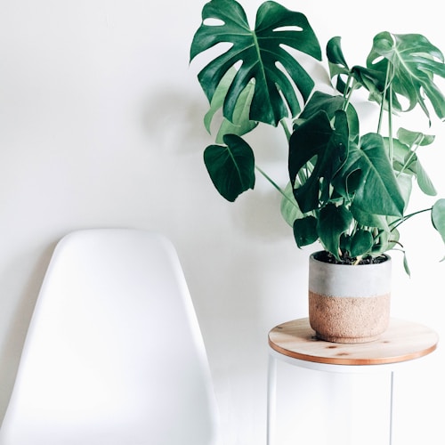 Tall Areca Palm