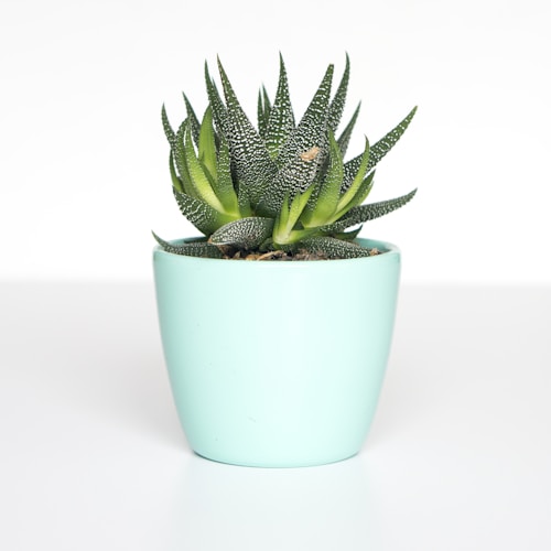 Terracotta Planter Set